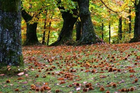 Una domenica gratis nelle Oasi WWF della Campania