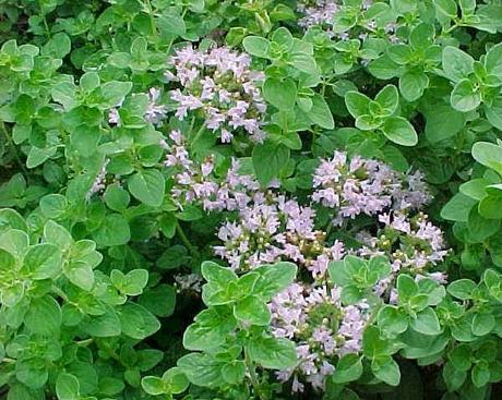 Origano pianta aromatica multitasking