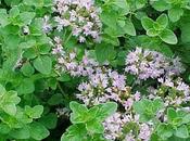 Origano pianta aromatica multitasking