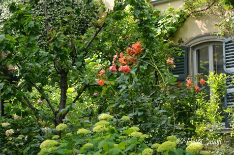 20150521_Monza_presentazione_libro_Le_Rose_Italiane   (5)_