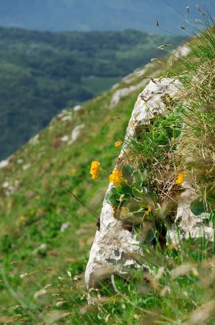 Sul Monte Cuar