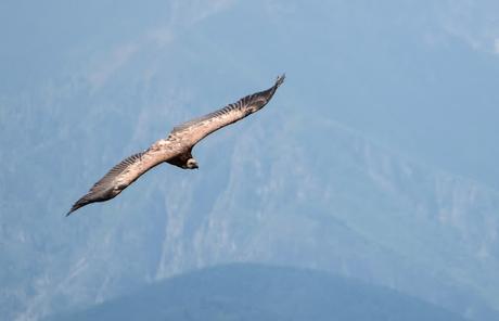 Sul Monte Cuar