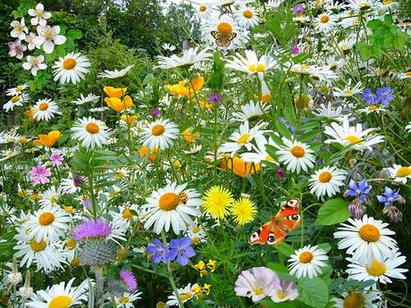 TROVATO COTTO E MANGIATO i fiori