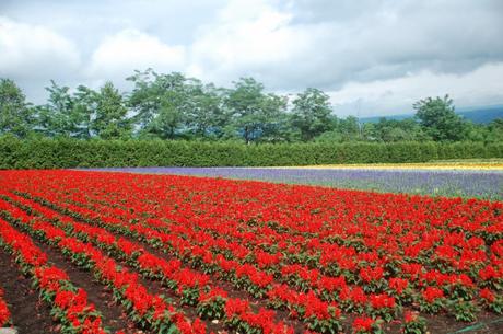 Farm Tomita (foto di Patrick Colgan, 2011)