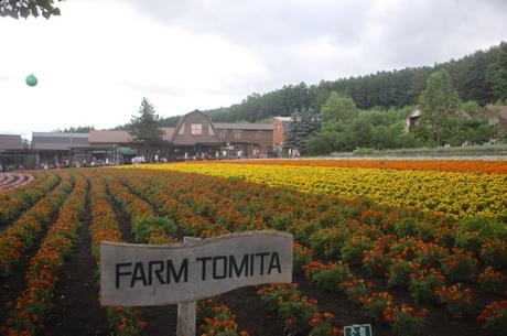 Farm Tomita (foto di Patrick Colgan, 2011)