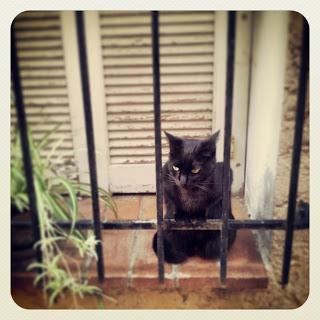 Antibes - Black Cat Souvenirs