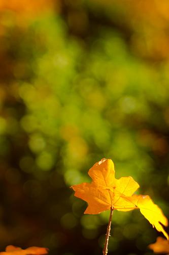 Ivy by kitch, on Flickr