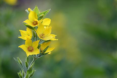 A plant by tohico, on Flickr