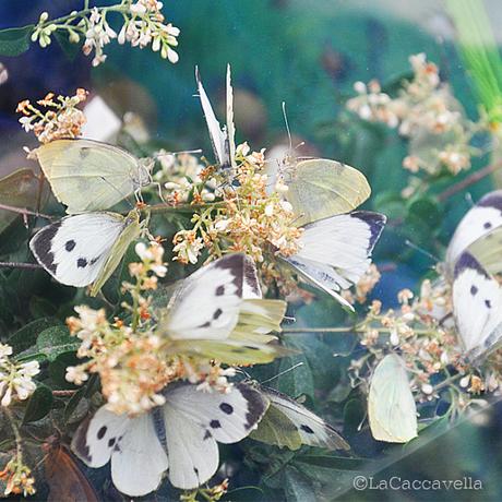 lacaccavella,Perugiaflowershow, perugia, flower, fiori, piante, plantes, garden, gardening, giardinaggio, green, verde, farfalle, butterfly, spring, primavera