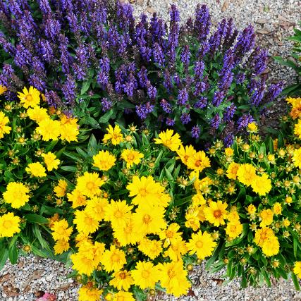 lacaccavella,Perugiaflowershow, perugia, flower, fiori, piante, plantes, garden, gardening, giardinaggio, green, verde, farfalle, butterfly, spring, primavera