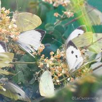 lacaccavella,Perugiaflowershow, perugia, flower, fiori, piante, plantes, garden, gardening, giardinaggio, green, verde, farfalle, butterfly, spring, primavera