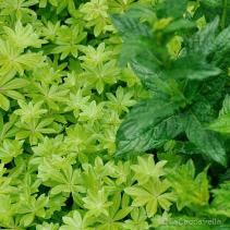 lacaccavella,Perugiaflowershow, perugia, flower, fiori, piante, plantes, garden, gardening, giardinaggio, green, verde, farfalle, butterfly, spring, primavera