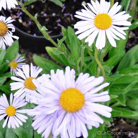 lacaccavella,Perugiaflowershow, perugia, flower, fiori, piante, plantes, garden, gardening, giardinaggio, green, verde, farfalle, butterfly, spring, primavera