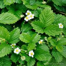 lacaccavella,Perugiaflowershow, perugia, flower, fiori, piante, plantes, garden, gardening, giardinaggio, green, verde, farfalle, butterfly, spring, primavera