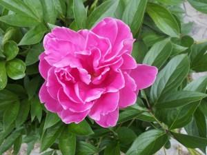 peonia