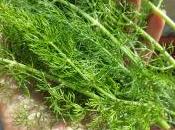 Lasagnetta Zucchine Salmone Aneto: trasformare cena