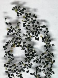 Semi-Dionaea