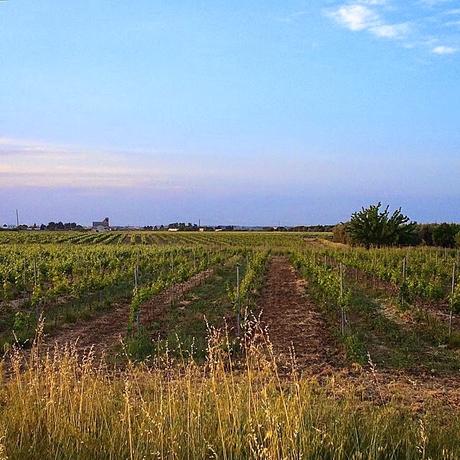 Solo un chicco di grano #tastesalento #pastadecastro