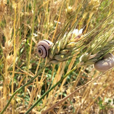 Solo un chicco di grano #tastesalento #pastadecastro