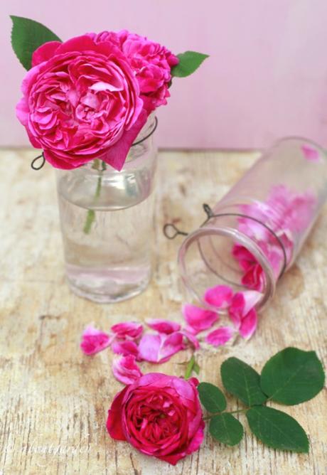 rose profumate