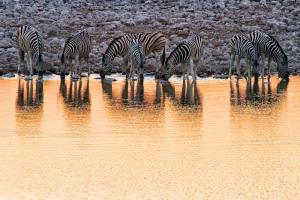 Zebre al tramonto a Okaukejo