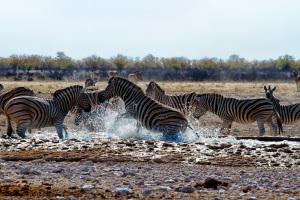 Zebre a Olifantsbad