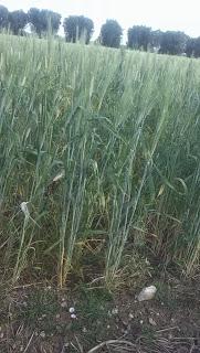 Senatore Cappelli è una varietà di grano