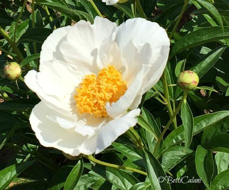 Il fiore del mese: quale paeonia scegliere?