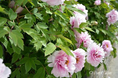 DSC_0370_peonia (6)