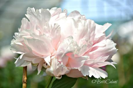 Il fiore del mese: quale paeonia scegliere?