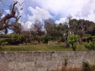 Osservazioni del fitoiatra Davide del Lentinis del 27 maggio 2015 terreni che ricadono nel parco regionale di punta pizzo nel comune di Gallipoli. Altri scatti sono stati fatti nell'agro di Matino.