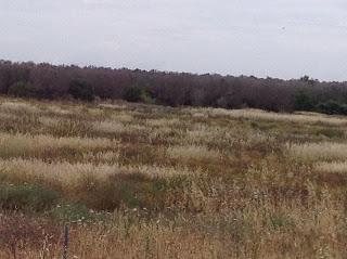 Osservazioni del fitoiatra Davide del Lentinis del 27 maggio 2015 terreni che ricadono nel parco regionale di punta pizzo nel comune di Gallipoli. Altri scatti sono stati fatti nell'agro di Matino.