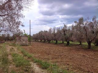 Osservazioni del fitoiatra Davide del Lentinis del 27 maggio 2015 terreni che ricadono nel parco regionale di punta pizzo nel comune di Gallipoli. Altri scatti sono stati fatti nell'agro di Matino.