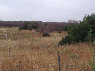 Osservazioni del fitoiatra Davide del Lentinis del 27 maggio 2015 terreni che ricadono nel parco regionale di punta pizzo nel comune di Gallipoli. Altri scatti sono stati fatti nell'agro di Matino.