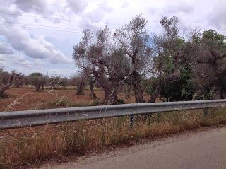 Osservazioni del fitoiatra Davide del Lentinis del 27 maggio 2015 terreni che ricadono nel parco regionale di punta pizzo nel comune di Gallipoli. Altri scatti sono stati fatti nell'agro di Matino.