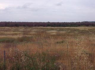 Osservazioni del fitoiatra Davide del Lentinis del 27 maggio 2015 terreni che ricadono nel parco regionale di punta pizzo nel comune di Gallipoli. Altri scatti sono stati fatti nell'agro di Matino.