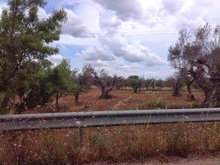 Osservazioni del fitoiatra Davide del Lentinis del 27 maggio 2015 terreni che ricadono nel parco regionale di punta pizzo nel comune di Gallipoli. Altri scatti sono stati fatti nell'agro di Matino.