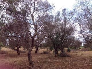 Osservazioni del fitoiatra Davide del Lentinis del 27 maggio 2015 terreni che ricadono nel parco regionale di punta pizzo nel comune di Gallipoli. Altri scatti sono stati fatti nell'agro di Matino.