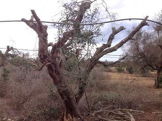 Osservazioni del fitoiatra Davide del Lentinis del 27 maggio 2015 terreni che ricadono nel parco regionale di punta pizzo nel comune di Gallipoli. Altri scatti sono stati fatti nell'agro di Matino.