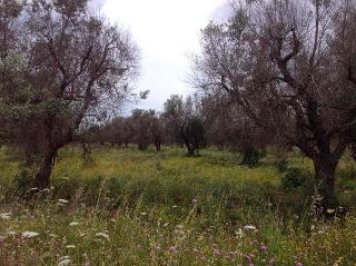 Osservazioni del fitoiatra Davide del Lentinis del 27 maggio 2015 terreni che ricadono nel parco regionale di punta pizzo nel comune di Gallipoli. Altri scatti sono stati fatti nell'agro di Matino.