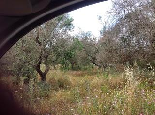 Osservazioni del fitoiatra Davide del Lentinis del 27 maggio 2015 terreni che ricadono nel parco regionale di punta pizzo nel comune di Gallipoli. Altri scatti sono stati fatti nell'agro di Matino.