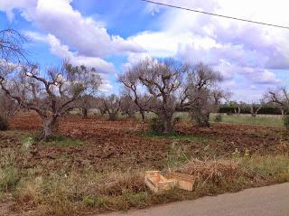 Osservazioni del fitoiatra Davide del Lentinis del 27 maggio 2015 terreni che ricadono nel parco regionale di punta pizzo nel comune di Gallipoli. Altri scatti sono stati fatti nell'agro di Matino.