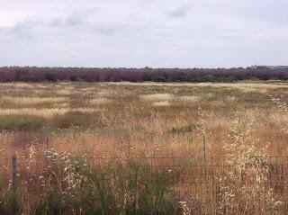 Osservazioni del fitoiatra Davide del Lentinis del 27 maggio 2015 terreni che ricadono nel parco regionale di punta pizzo nel comune di Gallipoli. Altri scatti sono stati fatti nell'agro di Matino.