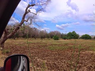 Osservazioni del fitoiatra Davide del Lentinis del 27 maggio 2015 terreni che ricadono nel parco regionale di punta pizzo nel comune di Gallipoli. Altri scatti sono stati fatti nell'agro di Matino.