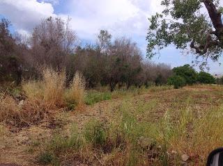 Osservazioni del fitoiatra Davide del Lentinis del 27 maggio 2015 terreni che ricadono nel parco regionale di punta pizzo nel comune di Gallipoli. Altri scatti sono stati fatti nell'agro di Matino.