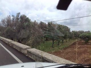 Osservazioni del fitoiatra Davide del Lentinis del 27 maggio 2015 terreni che ricadono nel parco regionale di punta pizzo nel comune di Gallipoli. Altri scatti sono stati fatti nell'agro di Matino.