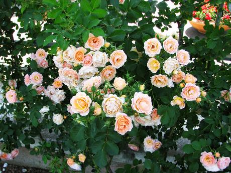 OOTD: white lace and rose garden