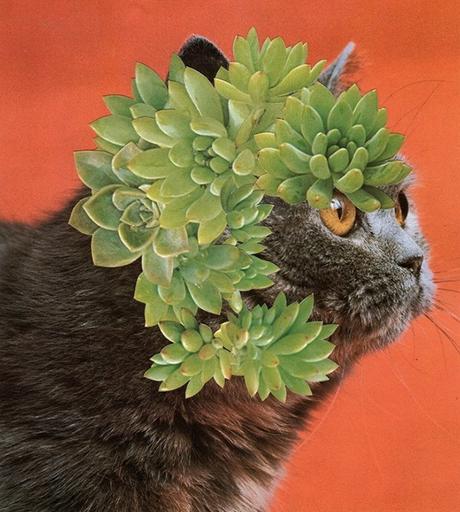 ARTE: Cats and Plants | Stephen Eichhorn