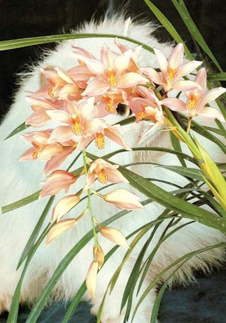 ARTE: Cats and Plants | Stephen Eichhorn