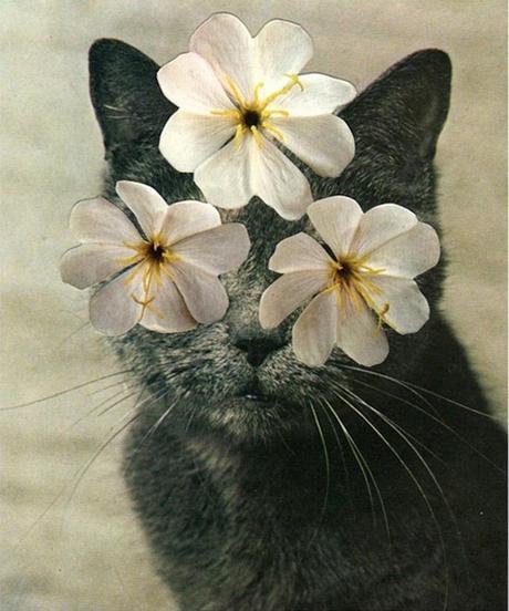 ARTE: Cats and Plants | Stephen Eichhorn